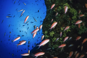 Fischschwärme Mafia Bucht Steilwand